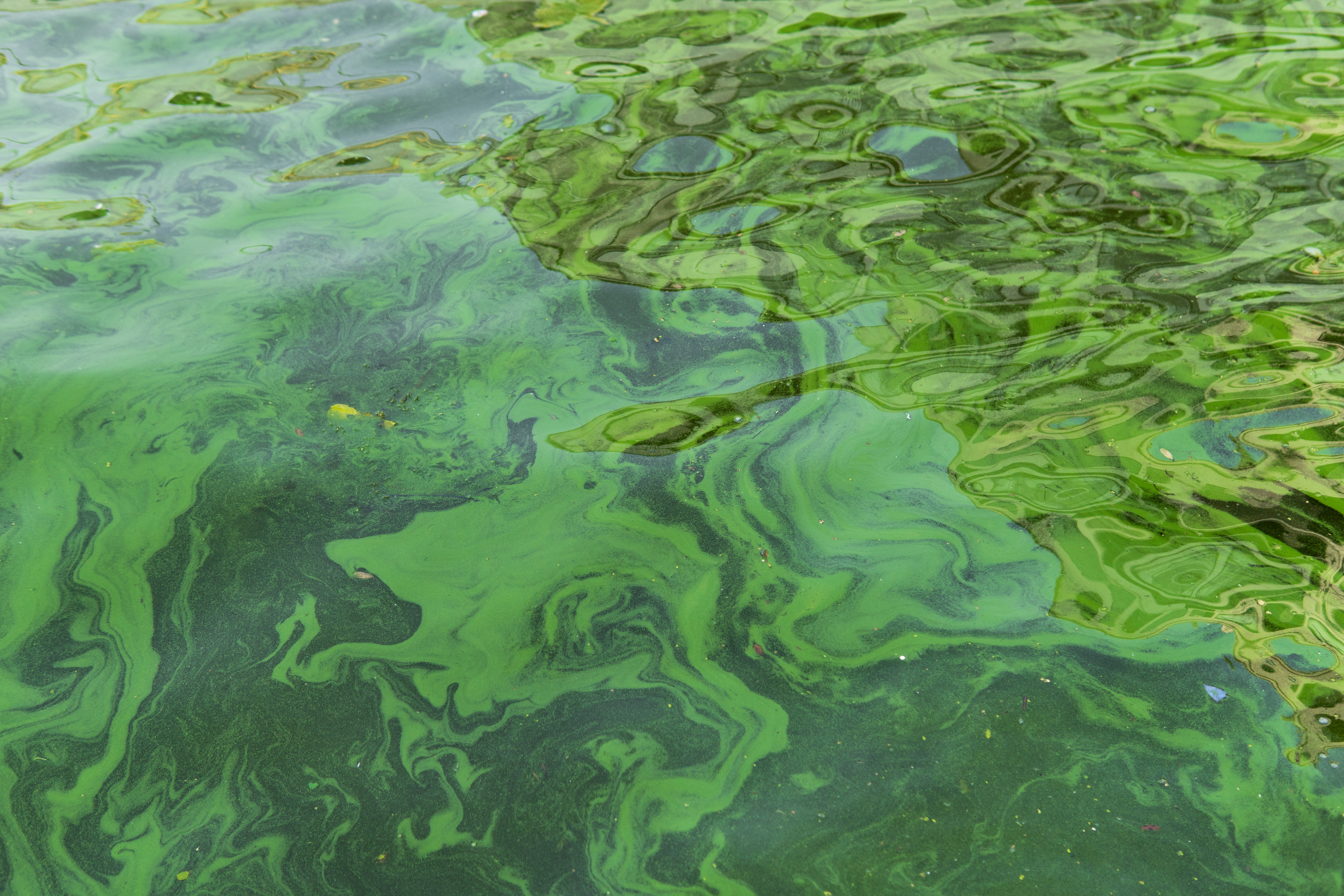 harmful algal bloom