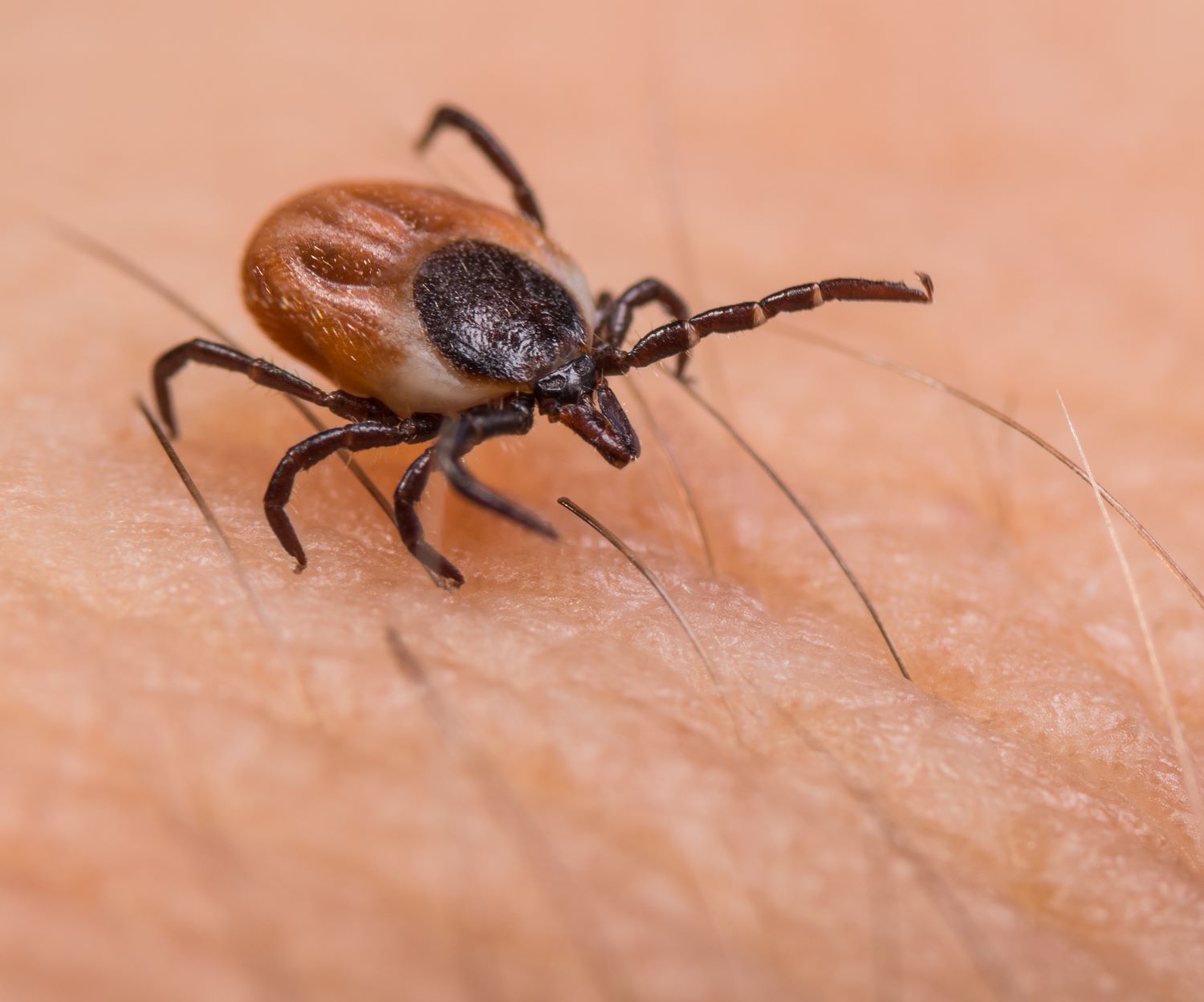 Tick