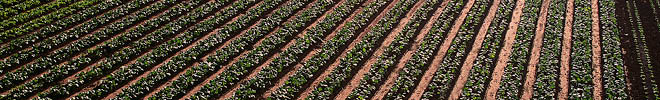 image of crops