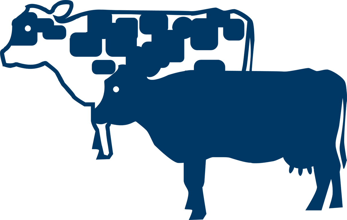 Image of two cows.