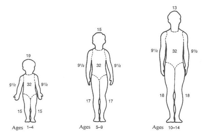 Rule of Nines for children (1-14):
Child ages 1-4:
Head 19%
Each Arm 9.5%
Thorax 32%
Each Leg 15%

Child ages 5-9:
Head 15%
Each Arm 9.5%
Thorax 32%
Each Leg 17%

Child ages 10-14
Head 13%
Each Arm 9.5%
Thorax 32%
Each Leg 18%