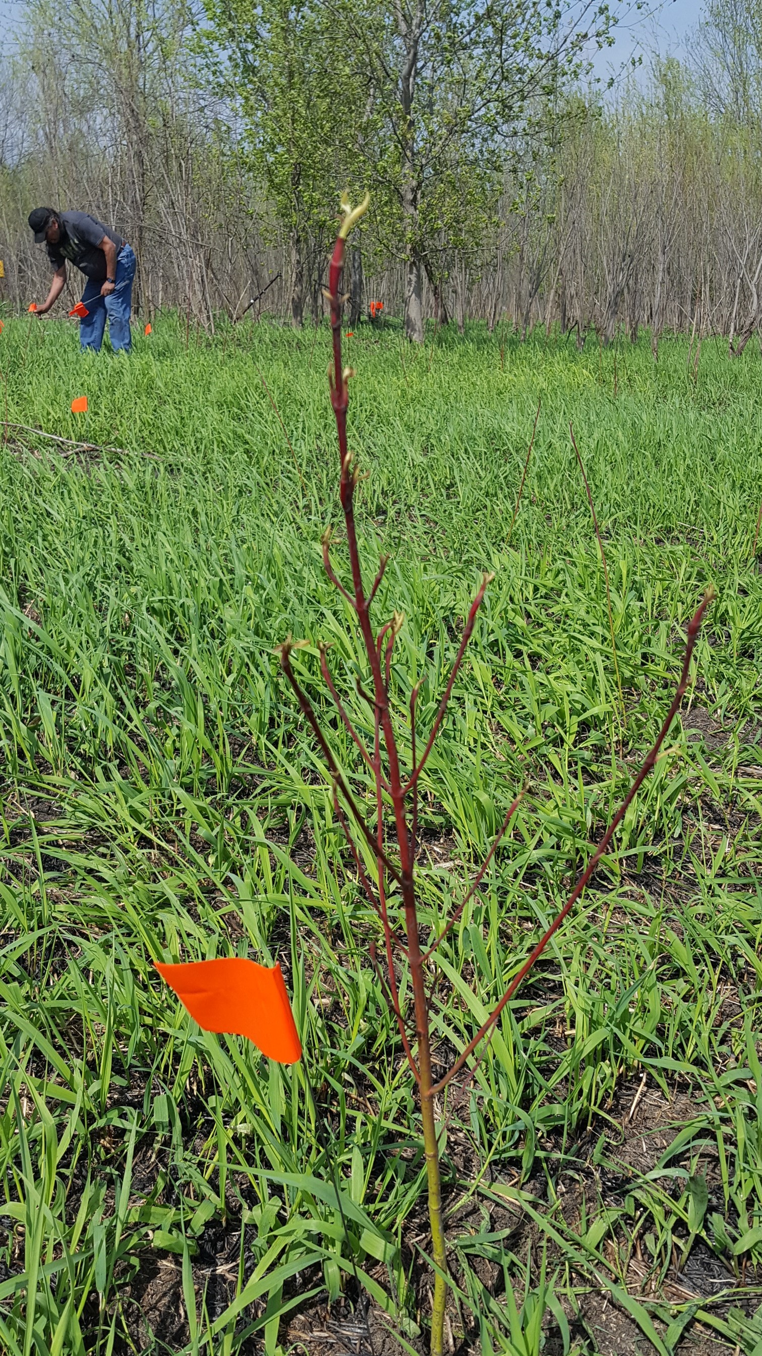 cansasa plant