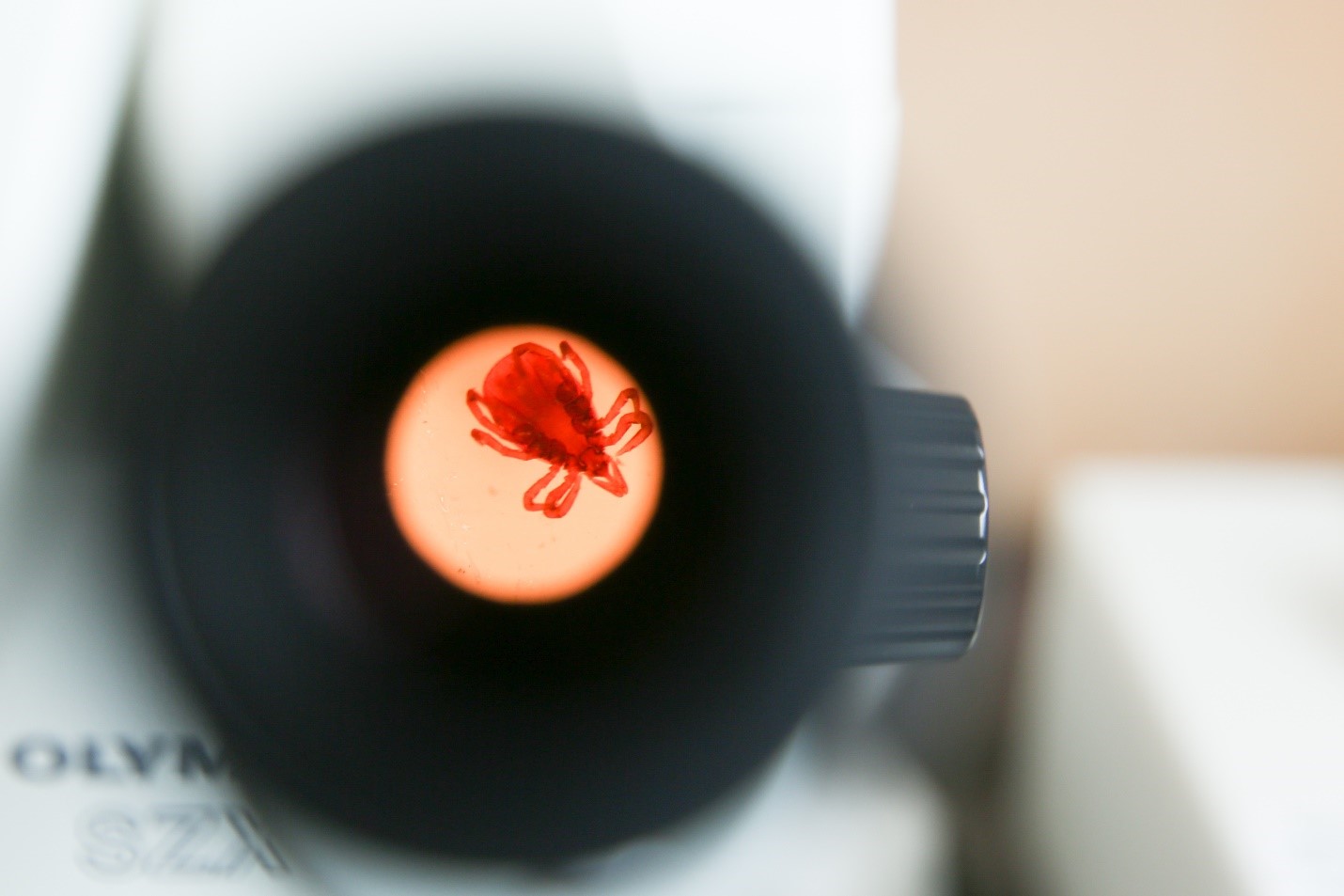 Dead tick through a microscope