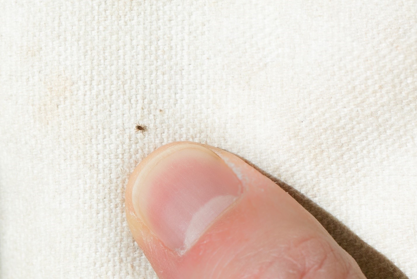 Tick on fabric next to human thumb