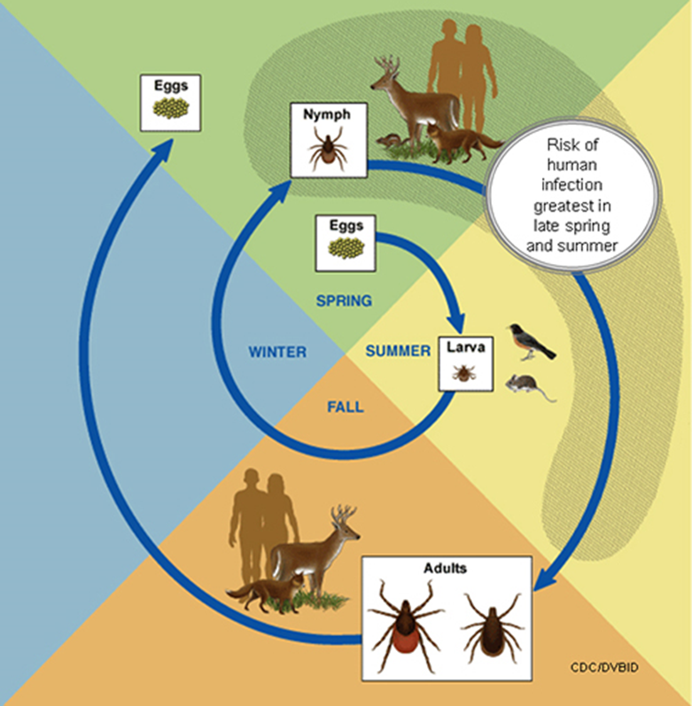 Image of the lifecycle of a tick