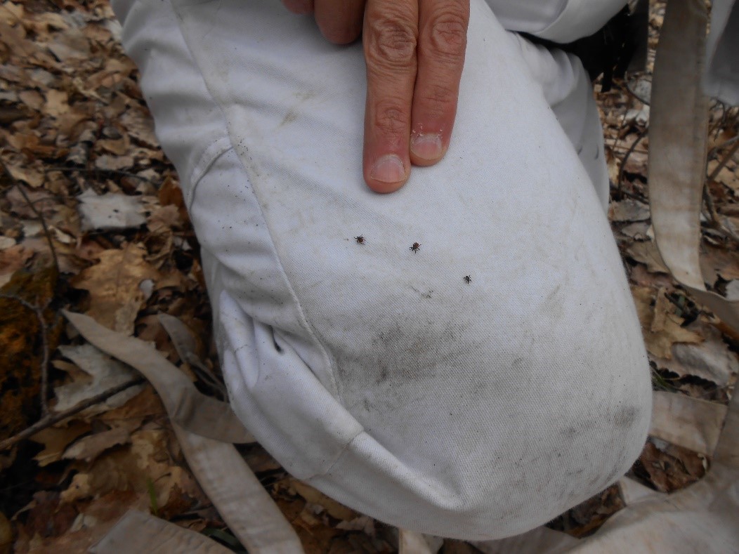 Two adult female blacklegged ticks (left) and one male blacklegged tick (right) on pant leg with finger for size comparison.