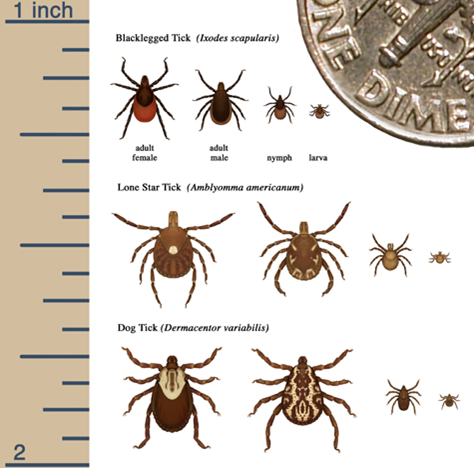 Image of the the life sizes of a tick
