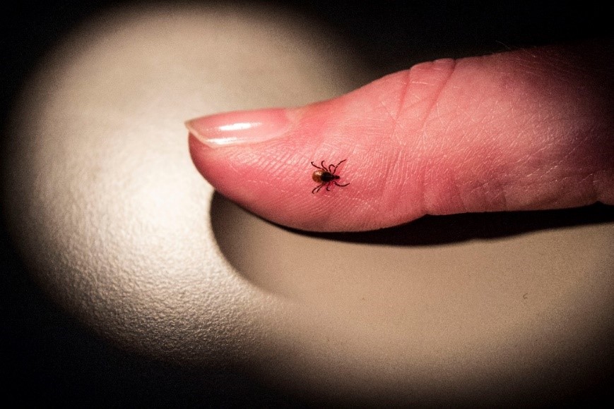 Adult female blacklegged tick on a thumb.