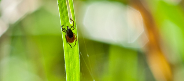 tick